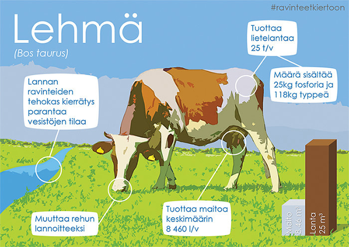 Infographic of a cow
